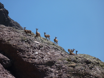 Grandes voies à la Paglia Orba