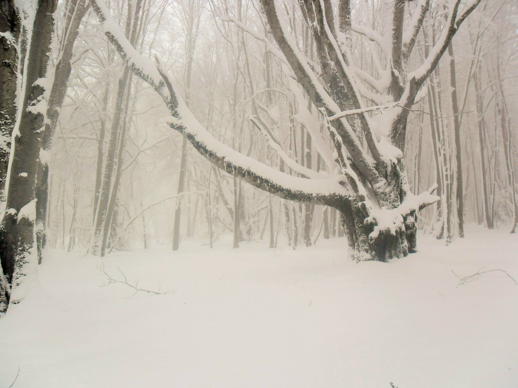 Raquettes dans la forêt de Vizzavona sous la neige